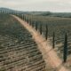 The Dirt Roads of Tuscany