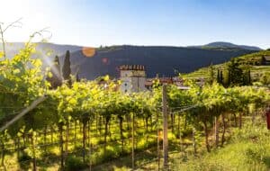 montalcino wine tour from florence