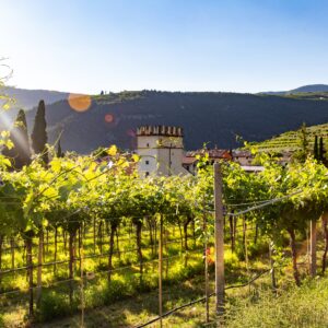 Barolo & Brunello Wine Tour