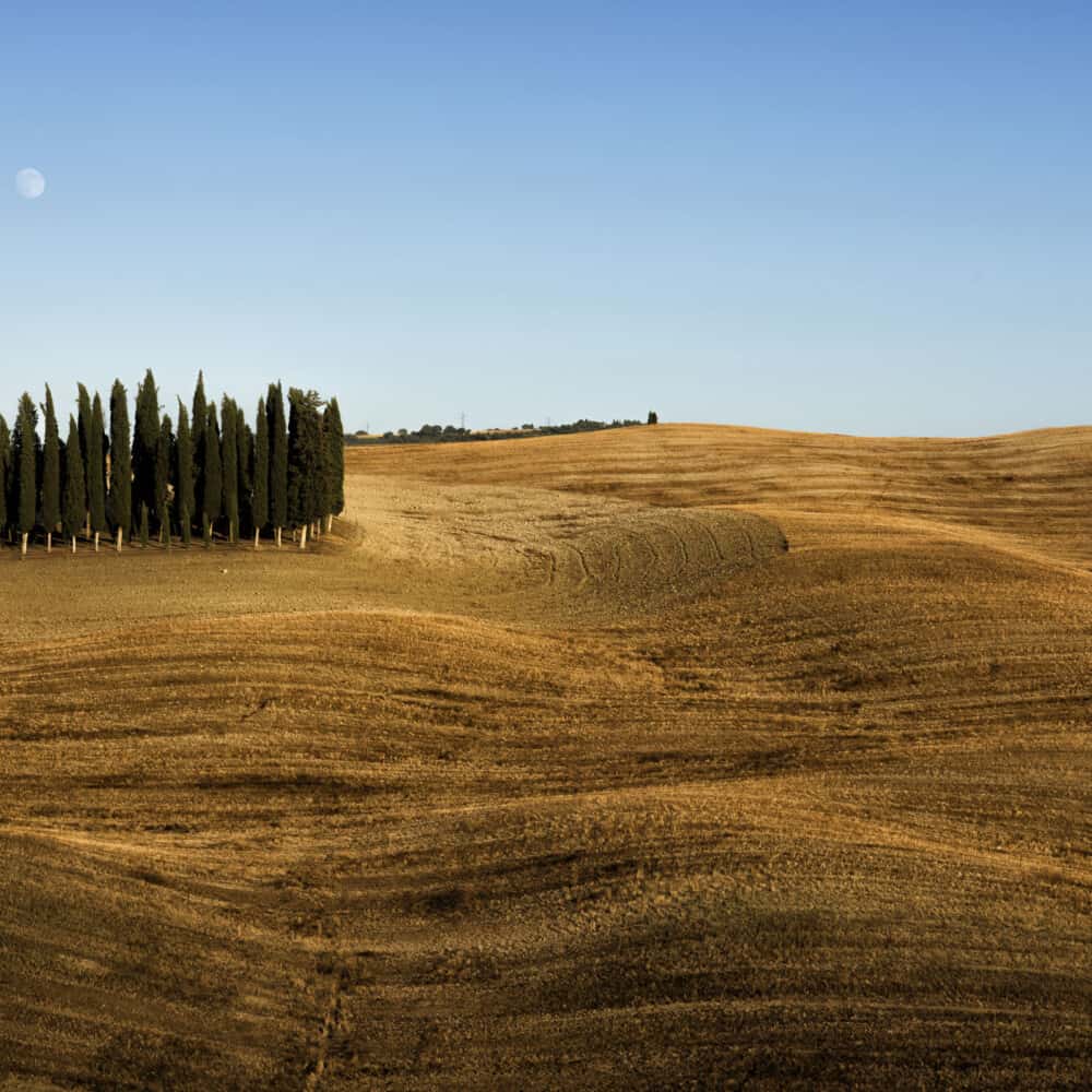 Cypress circle in val d'orcia tour