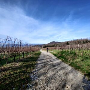 Montalcino Bike & Wine Tour