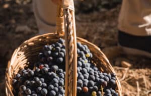 montalcino wine tour from florence