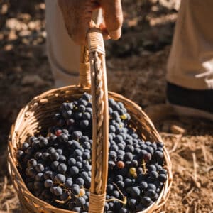 Brunello Backroads