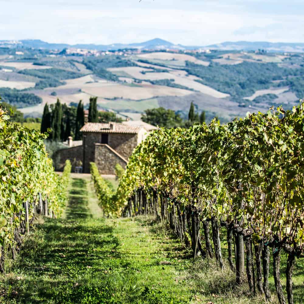 Brunello di Montalcino wine Tours adventure