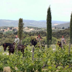 Horseback Riding & Wine Tasting Tour