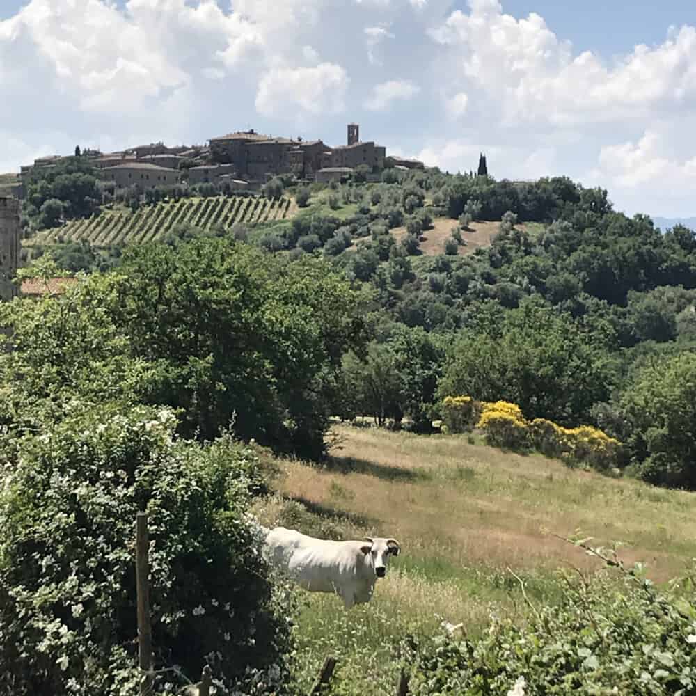 From Montalcino to Sant'Antimo trekking & wine tour