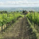 montalcino wine tour from florence