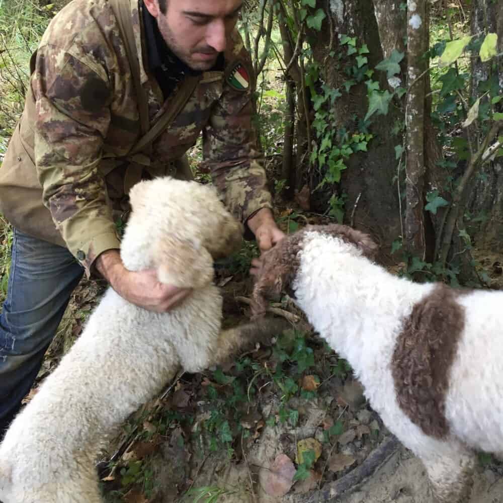 truffle hunter with dogs in Tuscany