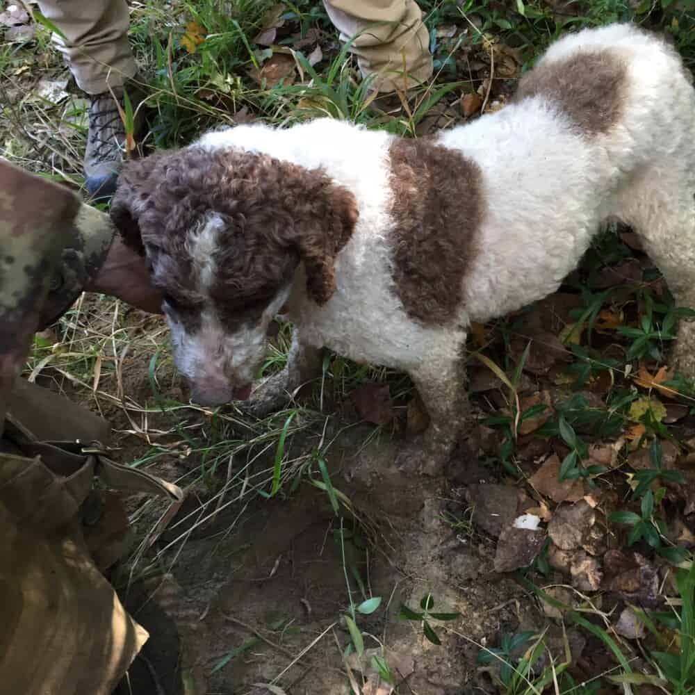 truffle dog in Montalcino