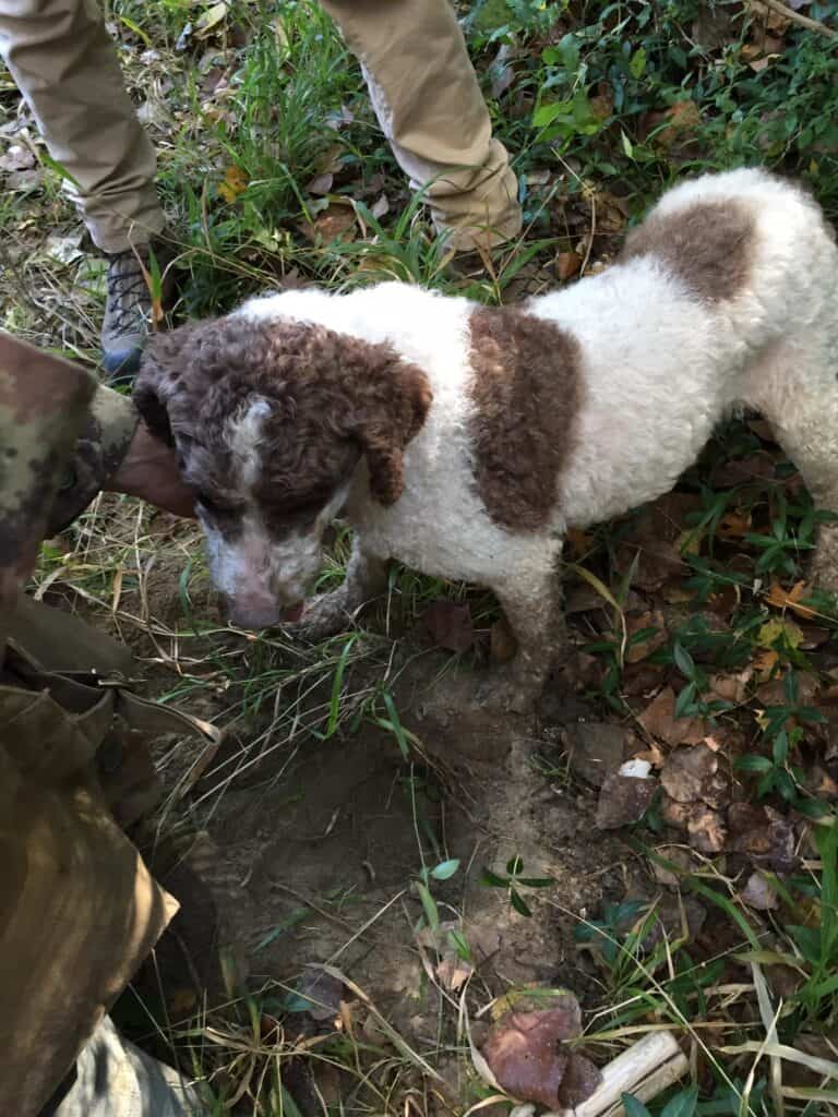 truffle dog in Montalcino