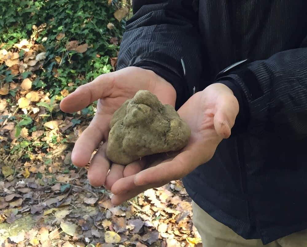 tuscan white truffle