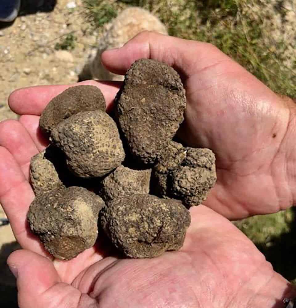 truffle hunting in Tuscany Montalcino tours