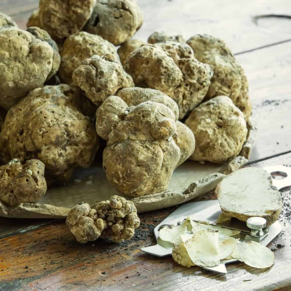 Truffle Hunting and Cooking Class Montalcino Tuscany