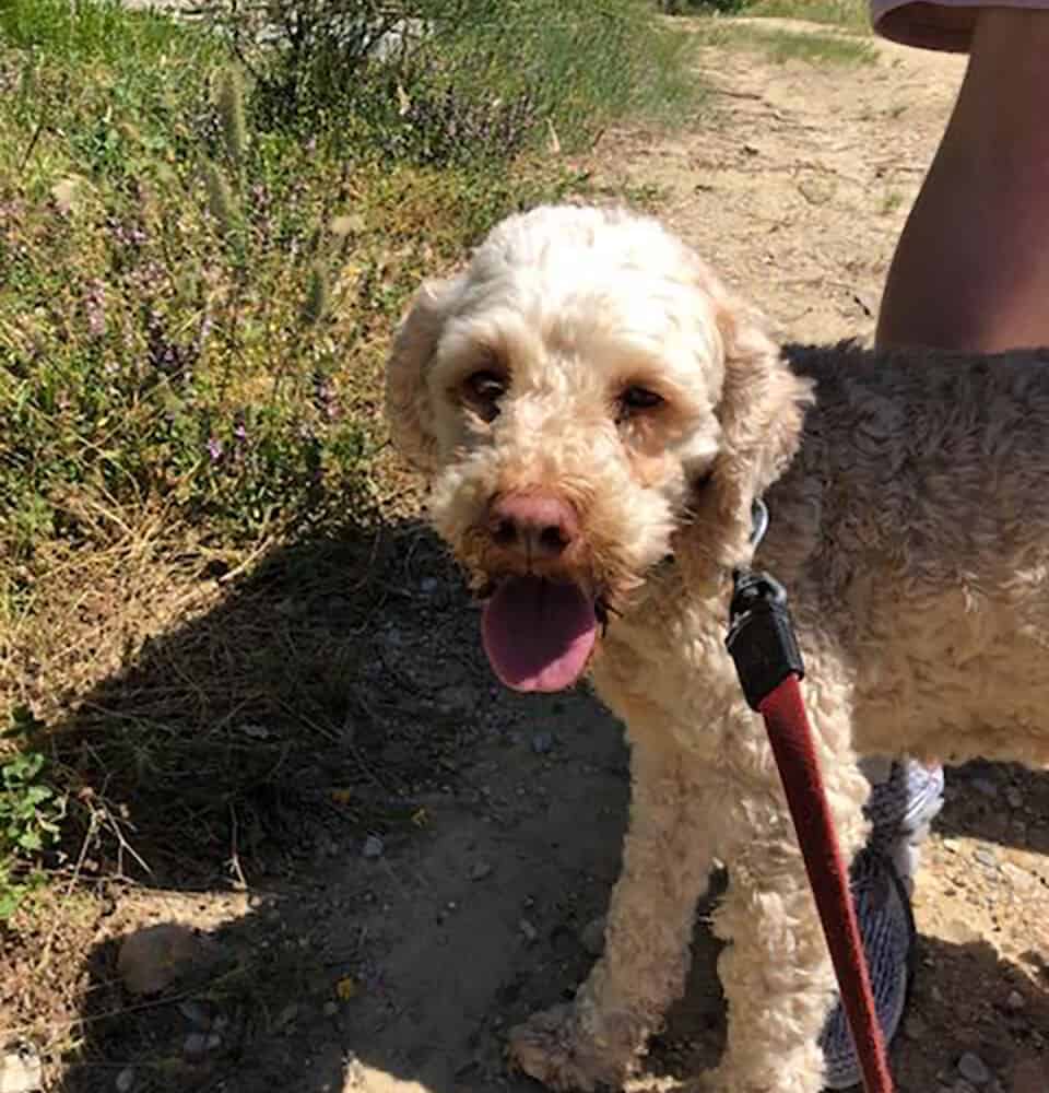 Truffle Hunting Montalcino wine tour