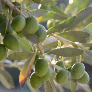 Exploring Extra Virgin Olive Oil