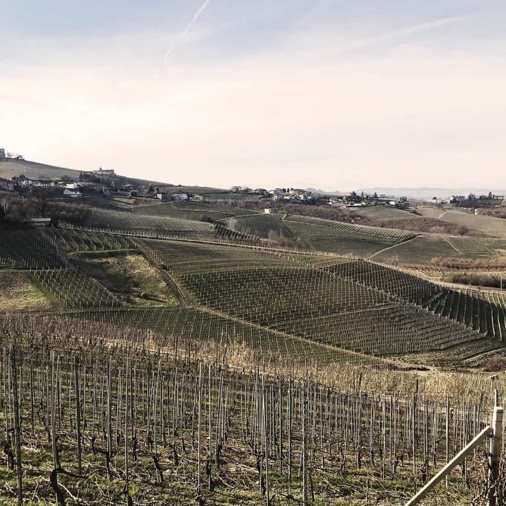 Barolo and Barbaresco vineyards in Piedmont