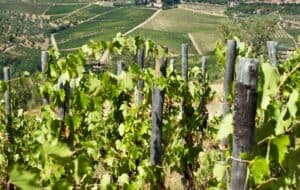 wine tasting tours italy