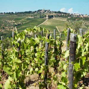 Barolo & Barbaresco Wine Tour