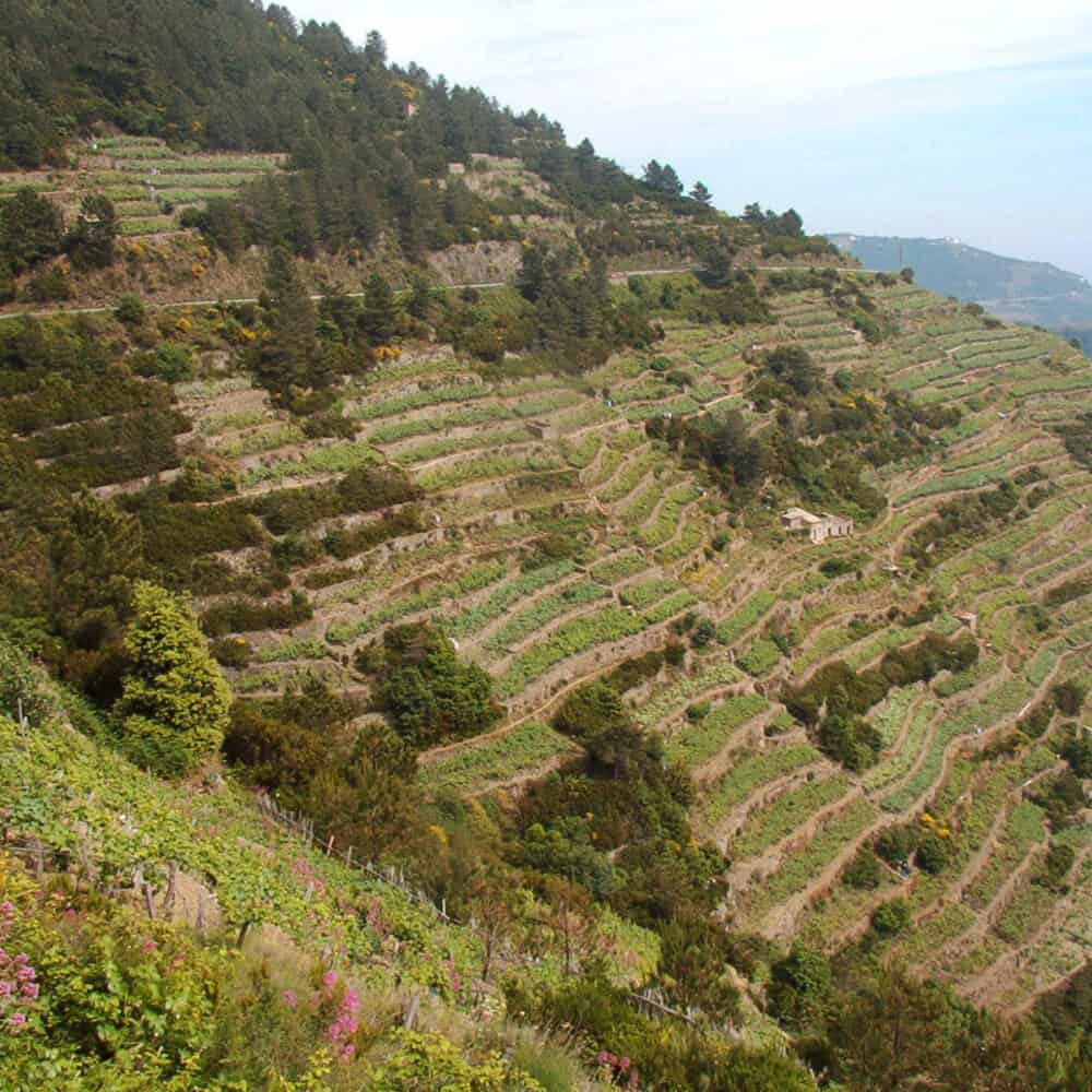 Cinque Terre Walking Tour