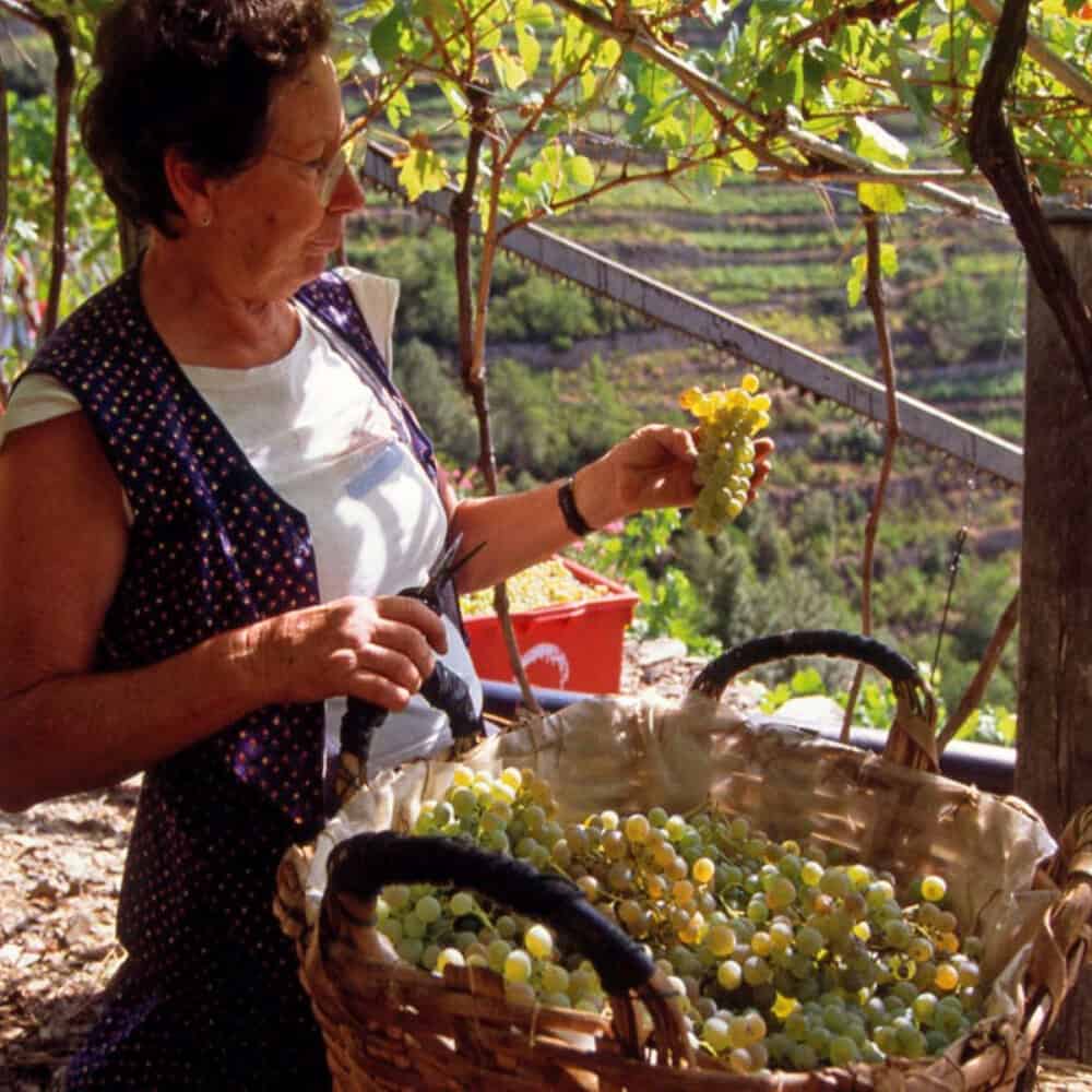 Cinque Terre Walking Wine Tour