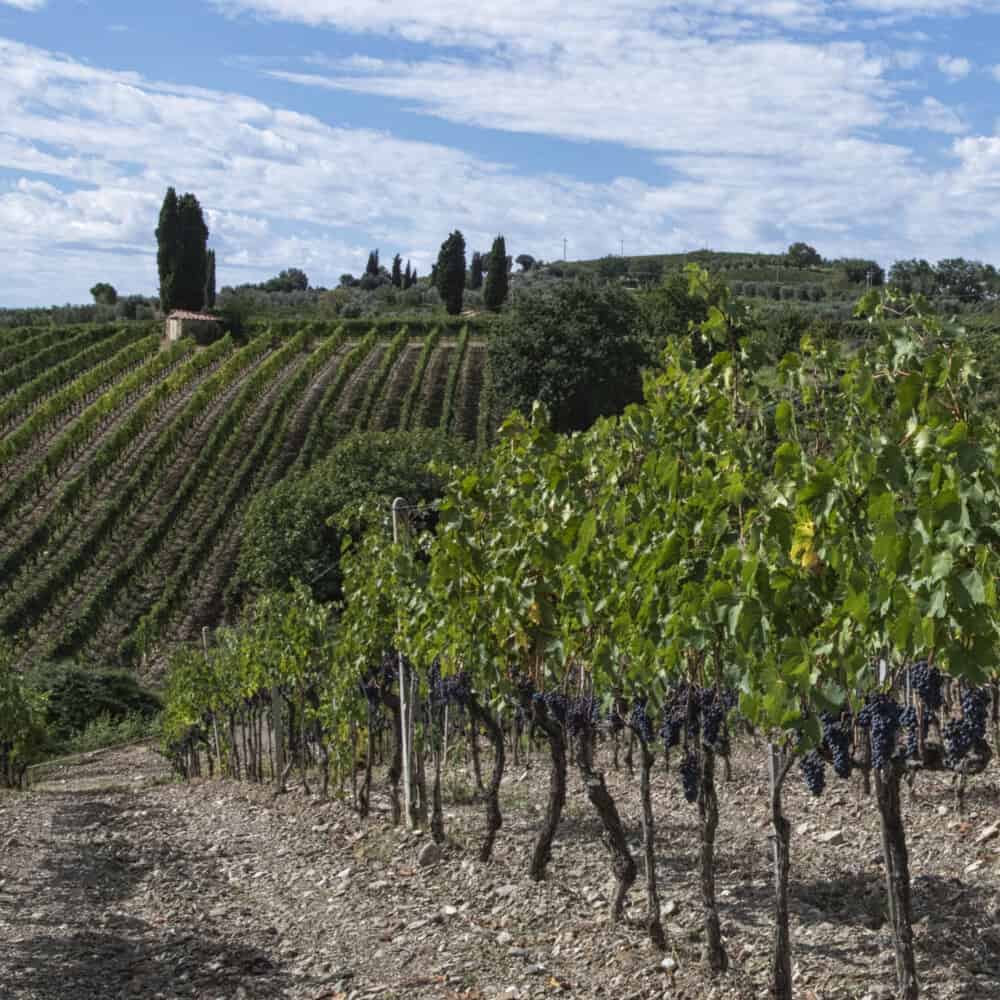 Chianti hills in Tuscany