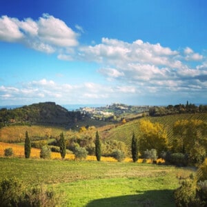 Vernaccia di San Gimignano