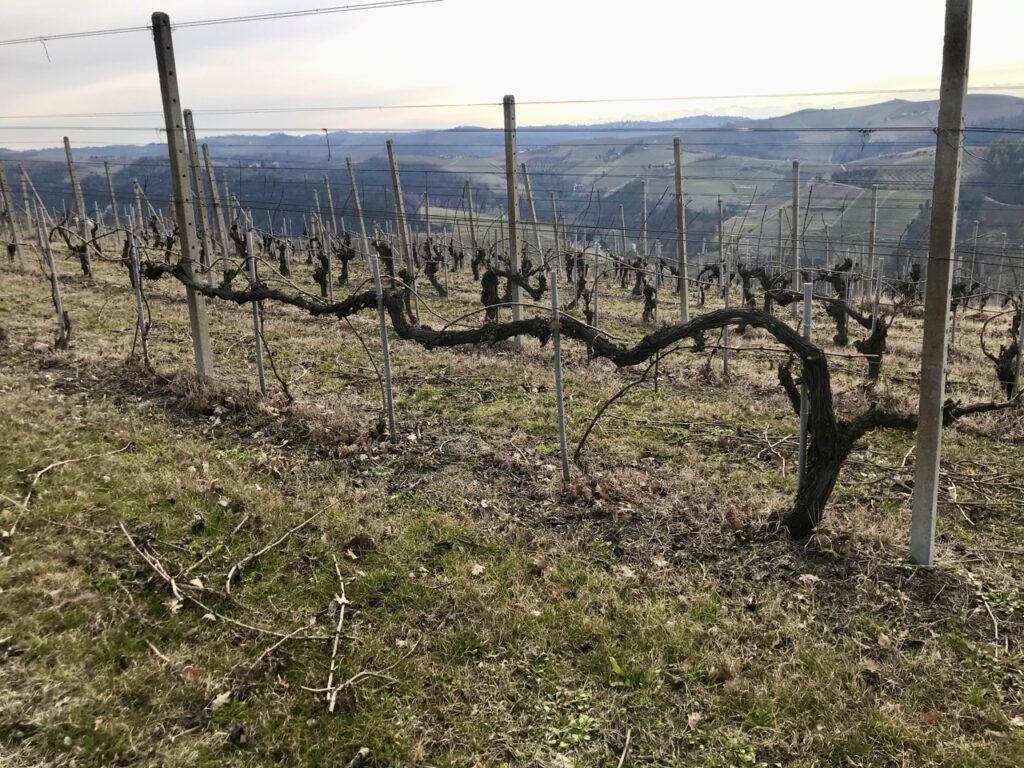 Barolo or Brunello? - Montalcino Wine Tours