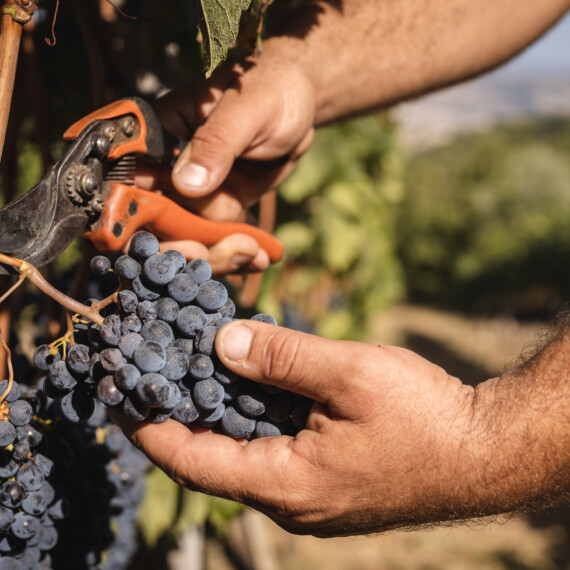 Brunello di MOntalcino Harvest