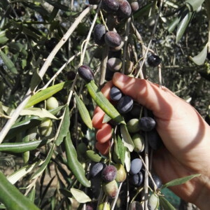 Picking the Olives 2026