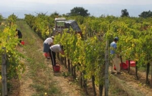 The Season of Harvests in Tuscany: Three Ways to Live It from the Inside