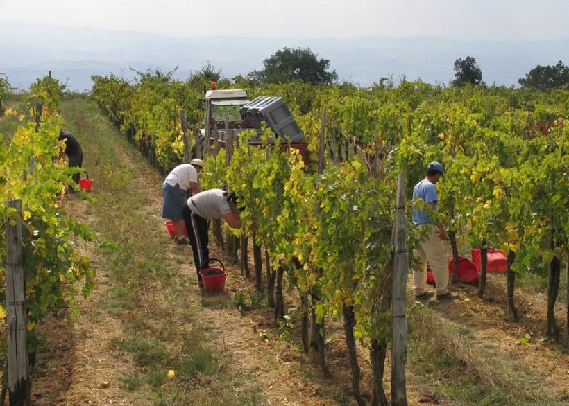 The Season of Harvests in Tuscany: Three Ways to Live It from the Inside - Montalcino Wine Tours