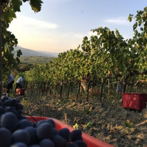 Brunello Harvest 2026