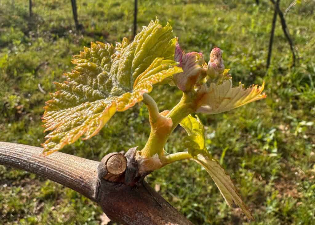 The First Trembling Leaf of Brunello 2026