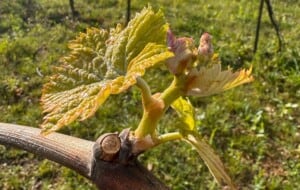 The First Trembling Leaf of Brunello 2026