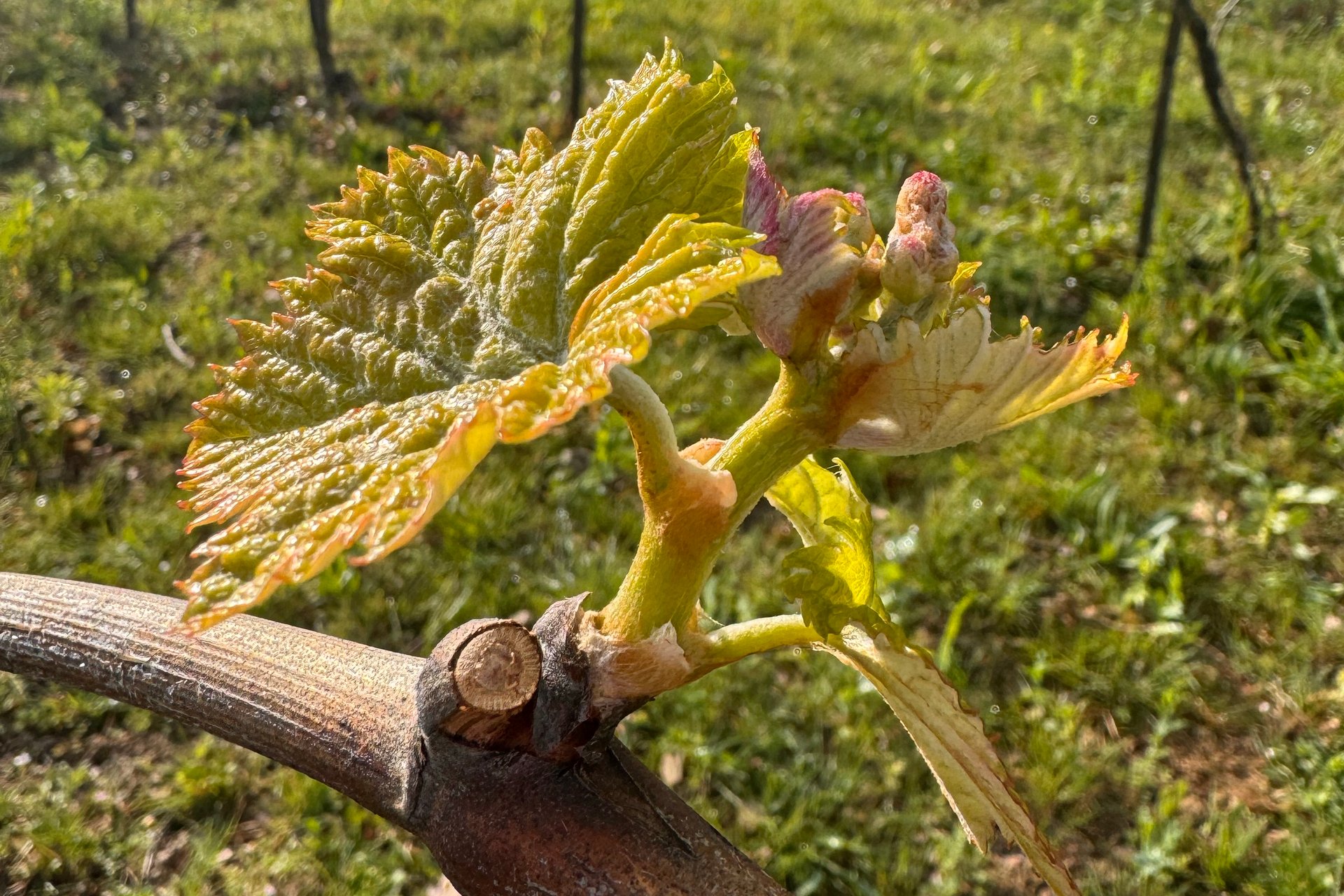 The First Trembling Leaf of Brunello 2026 - Montalcino Wine Tours