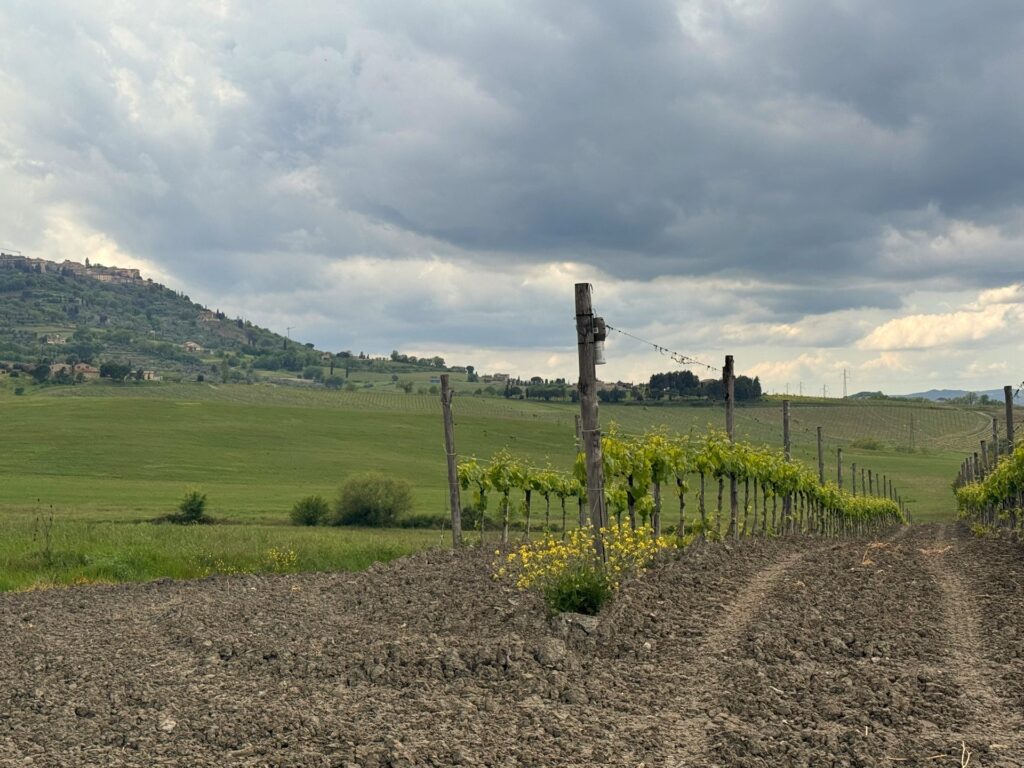 The First Trembling Leaf of Brunello 2026 - Montalcino Wine Tours