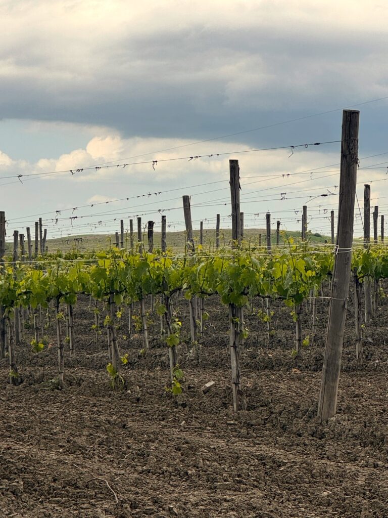 The First Trembling Leaf of Brunello 2026 - Montalcino Wine Tours