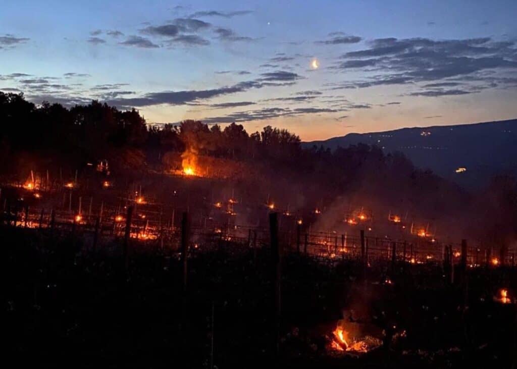The Year of Less: the frost that made Brunello 2021