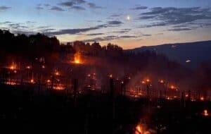 The Year of Less: the frost that made Brunello 2021