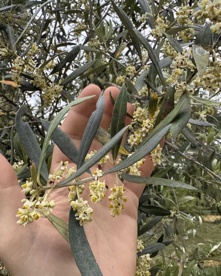 A hand holding a branch of flowering olive, showing the tiny cream-colored blossoms